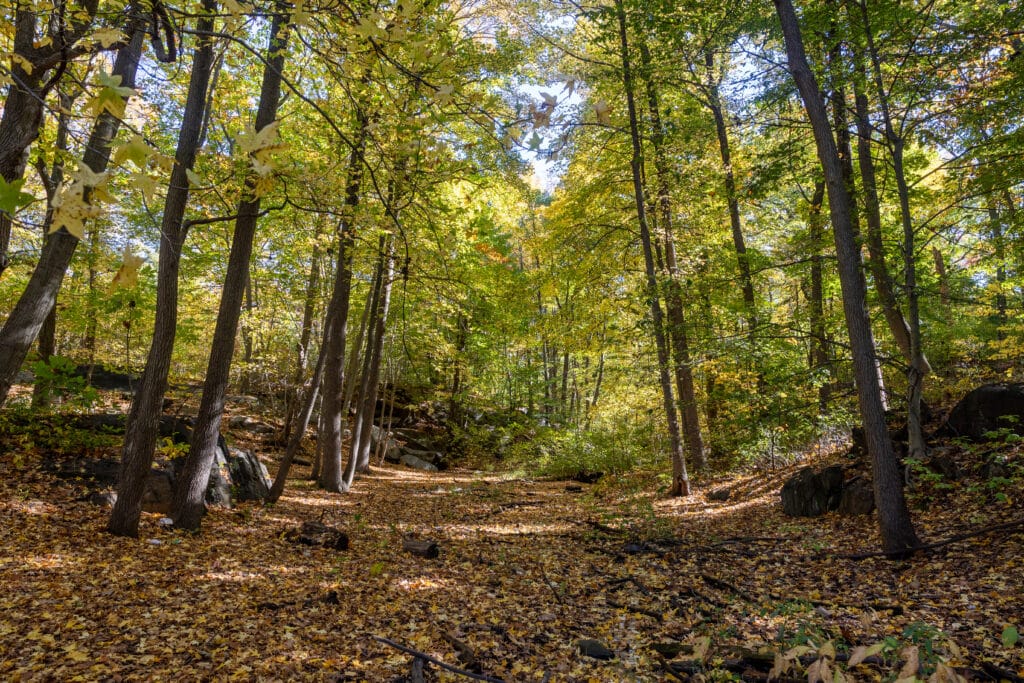 seton falls park trees