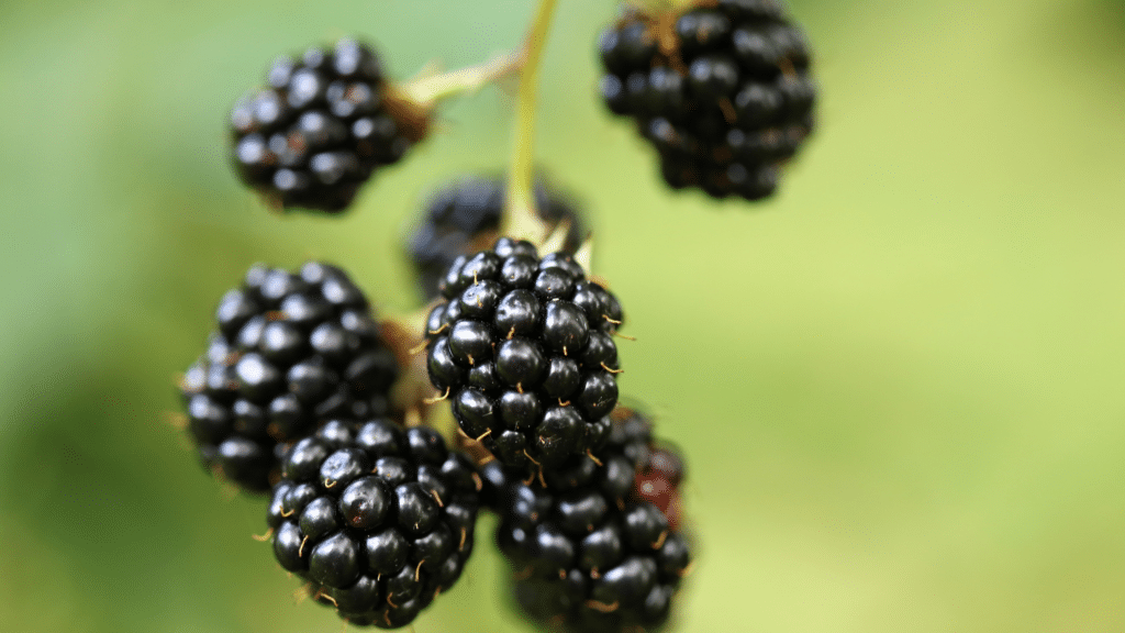 blackberry plant