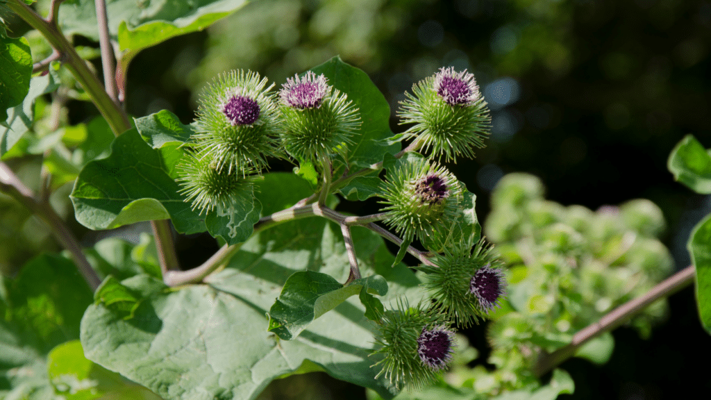 burdock plant