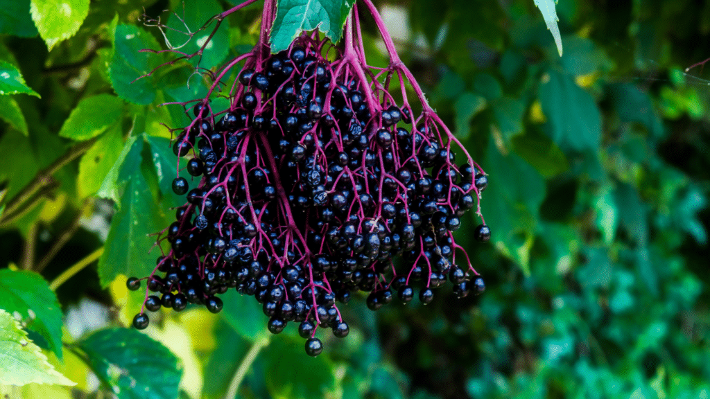 elderberry