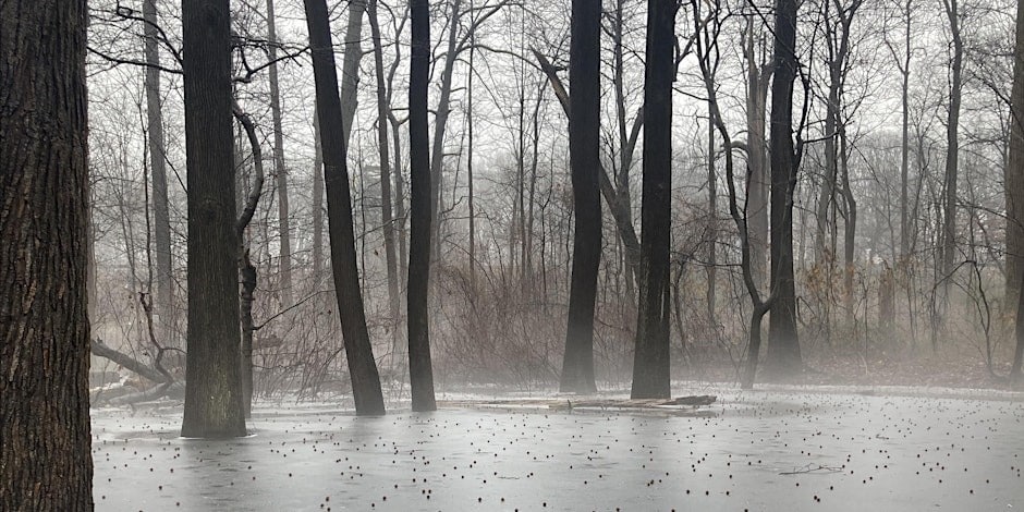 a misty forest with frozen pond