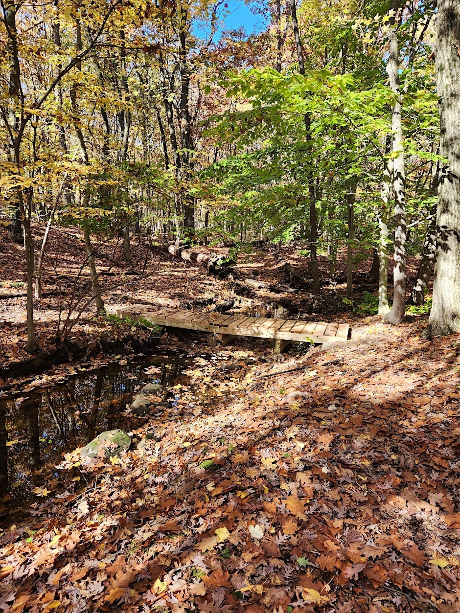 a forest path with a bridge and fallen leaves