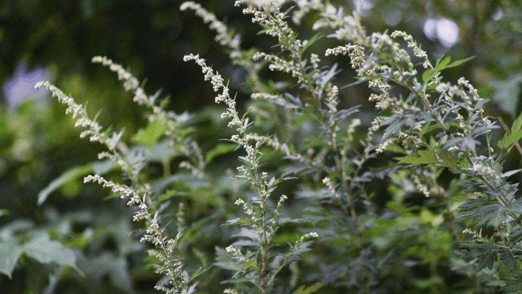 mugwort