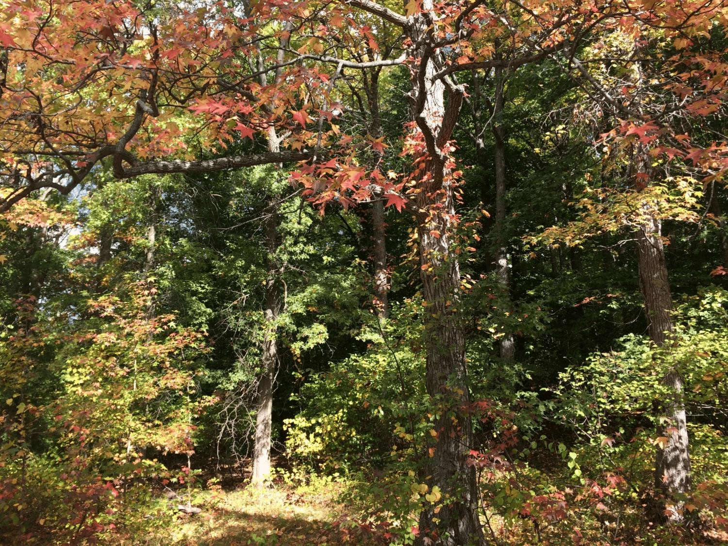 sweet gum tree in the fall at wolfe's pond park