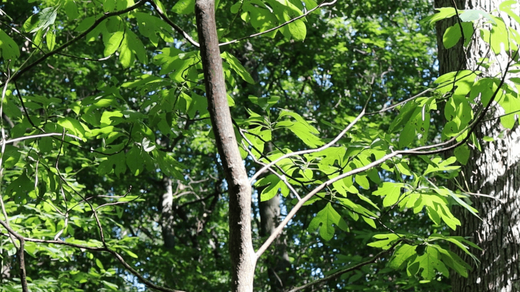 sassafras tree