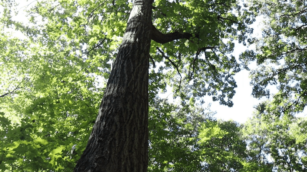 white oak