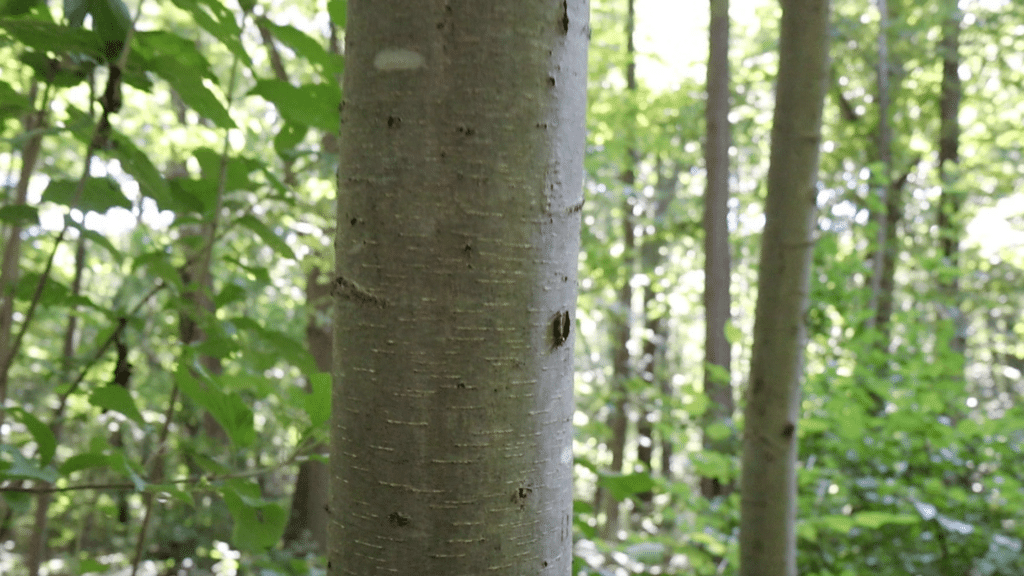 sweet birch