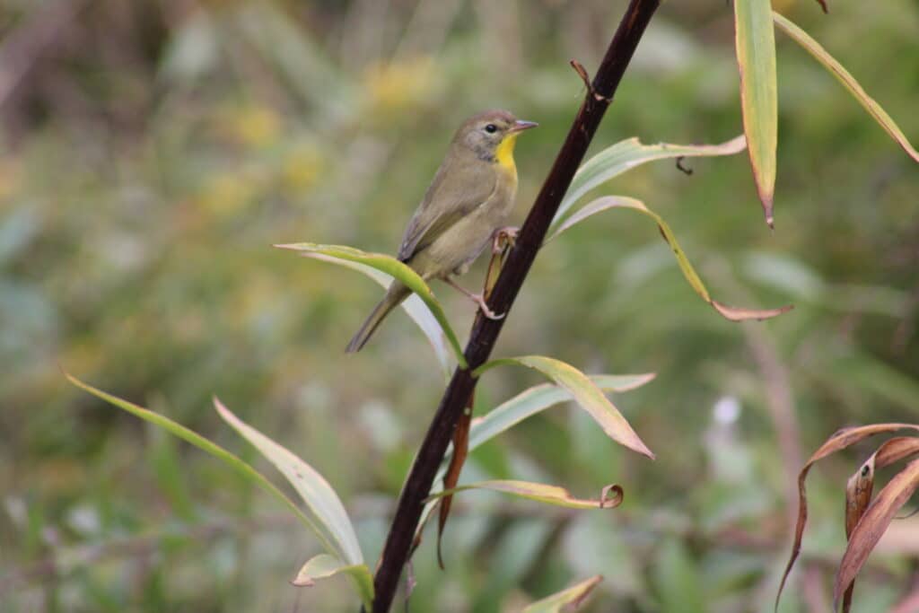 common yellow throat warbler