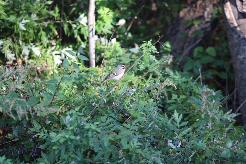 golden crowned kinglet