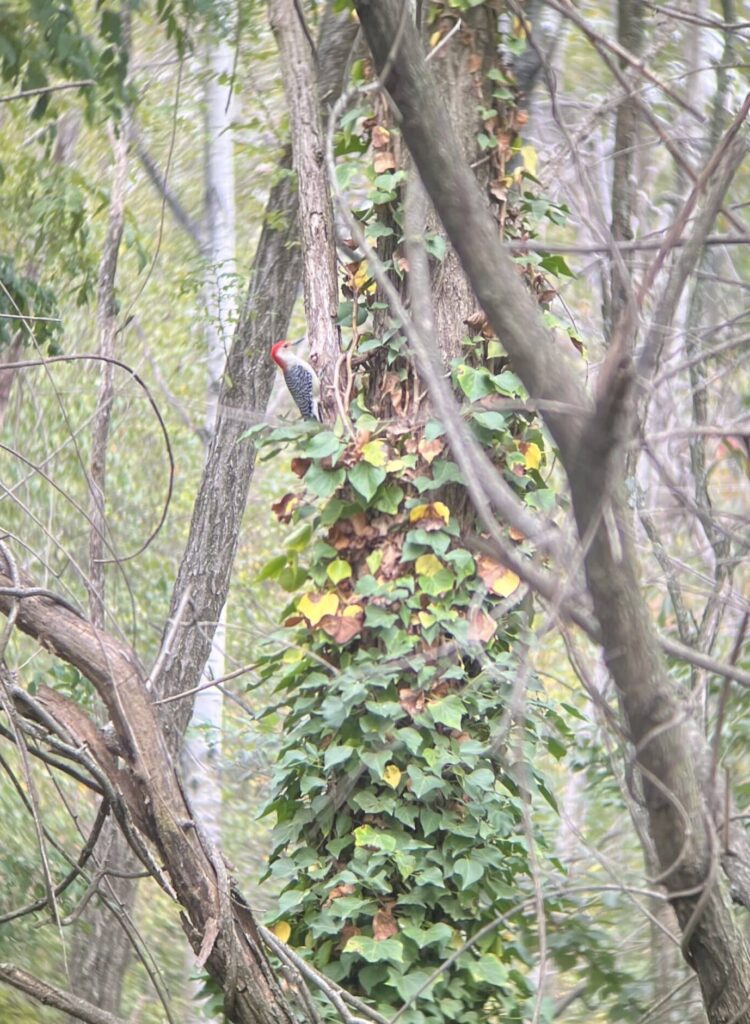 Red bellied woodpecker