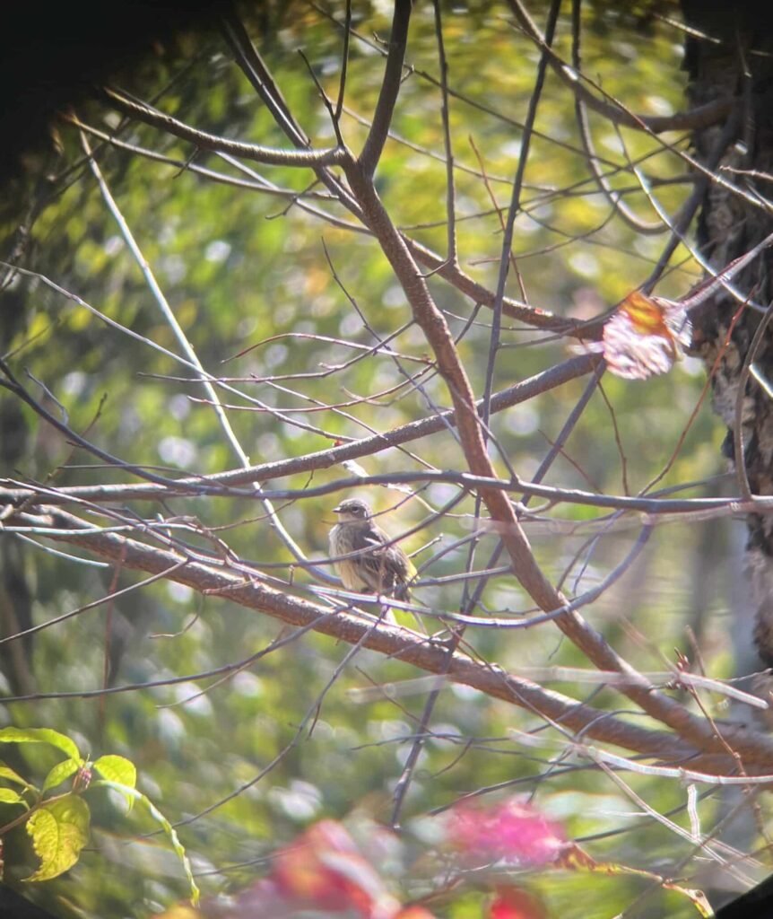 yellow rumped warbler