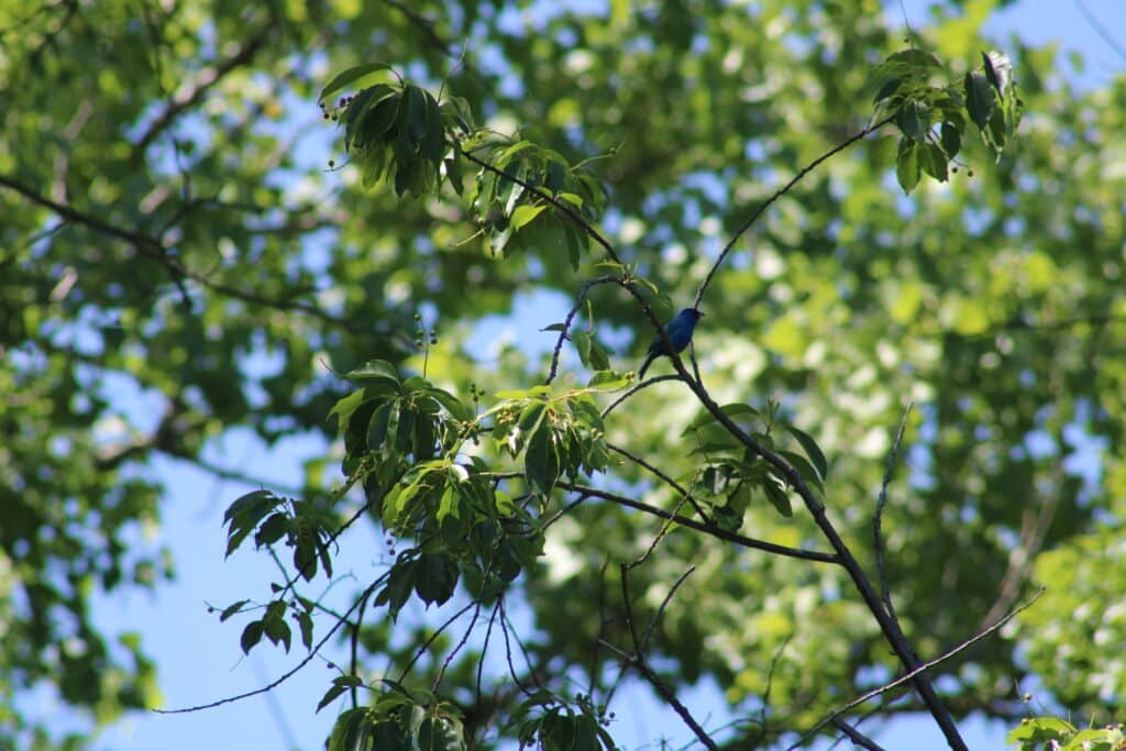 Indigo Bunting