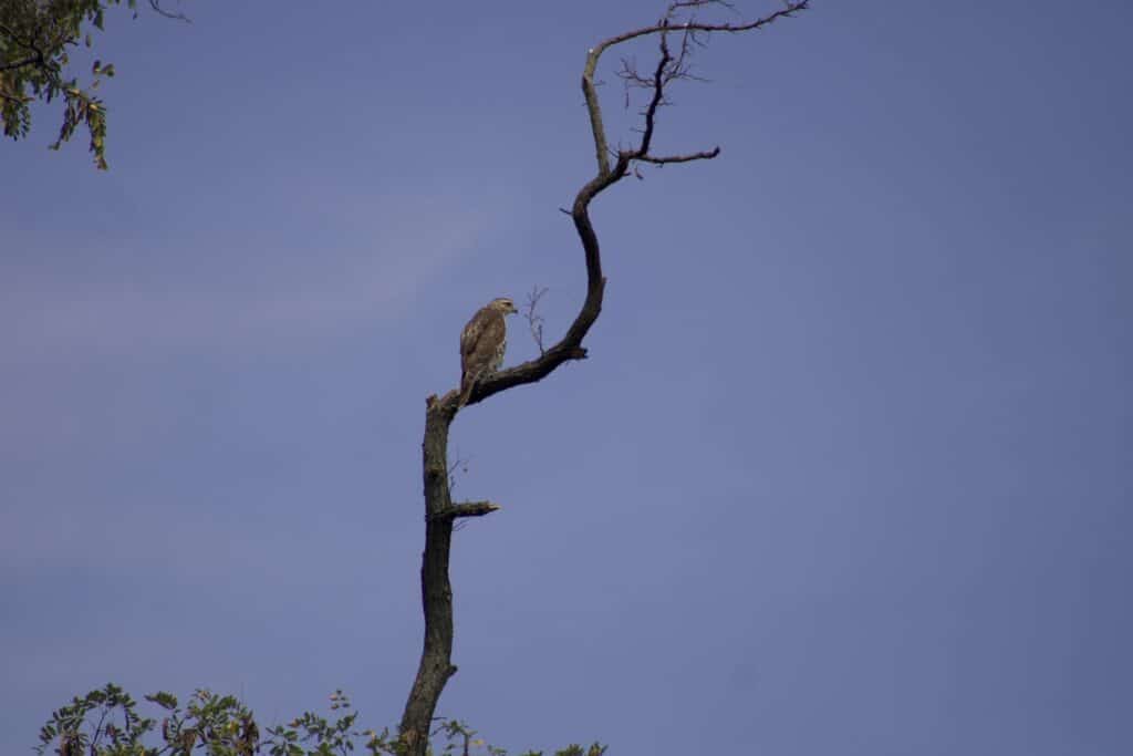 Red tailed hawk