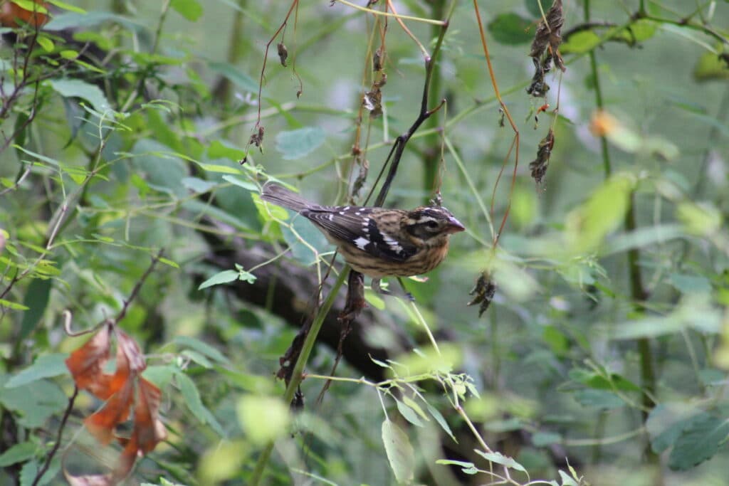 Rose breasted grosbeak in Manhattan