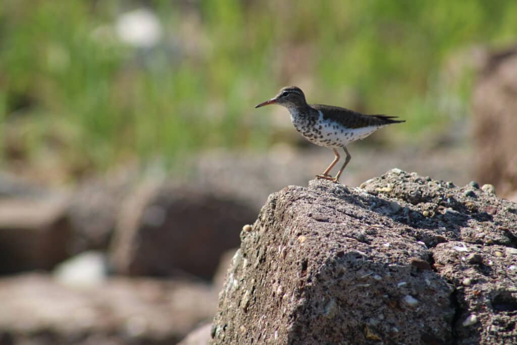 Spotted sandpiper