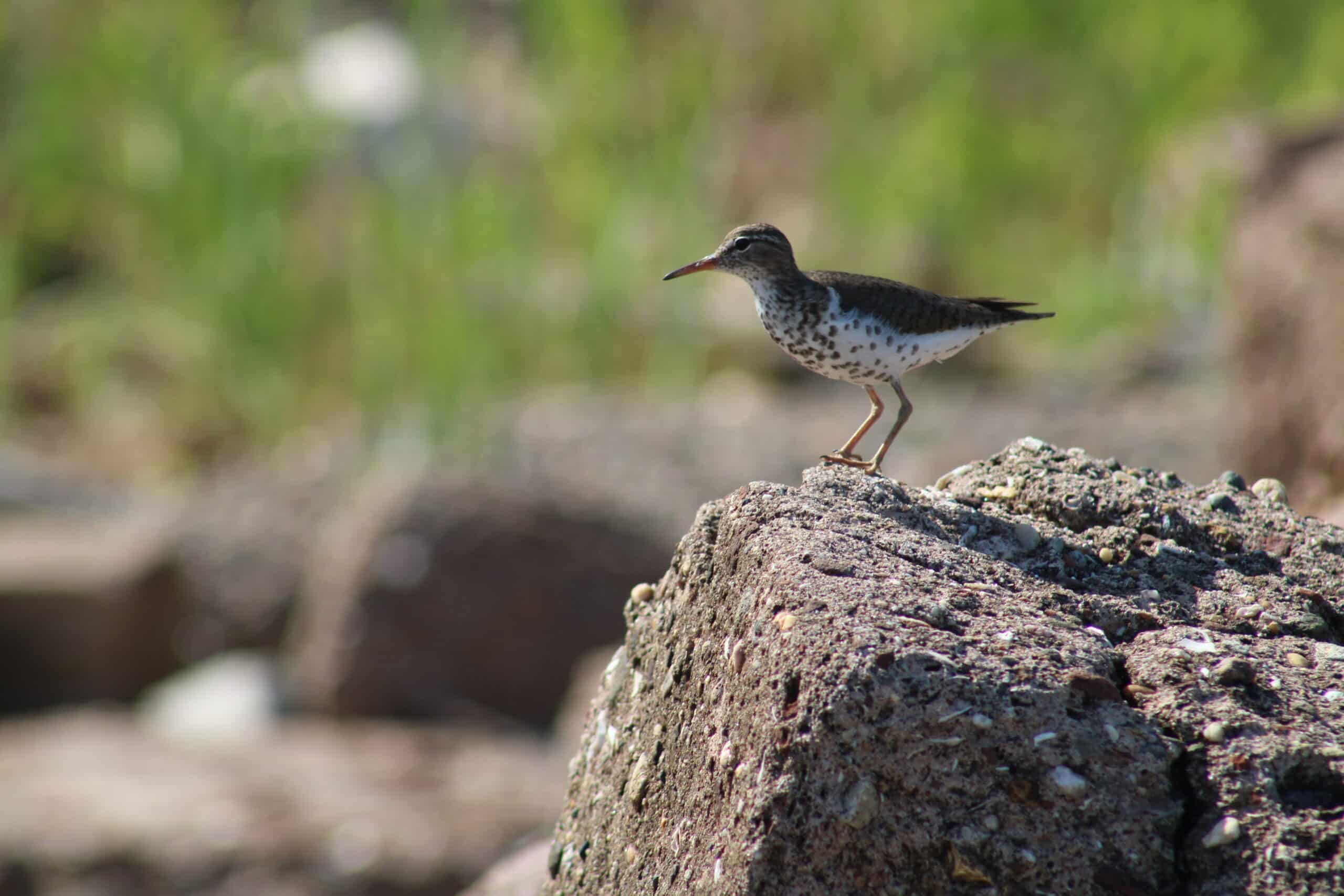 Spotted sandpiper