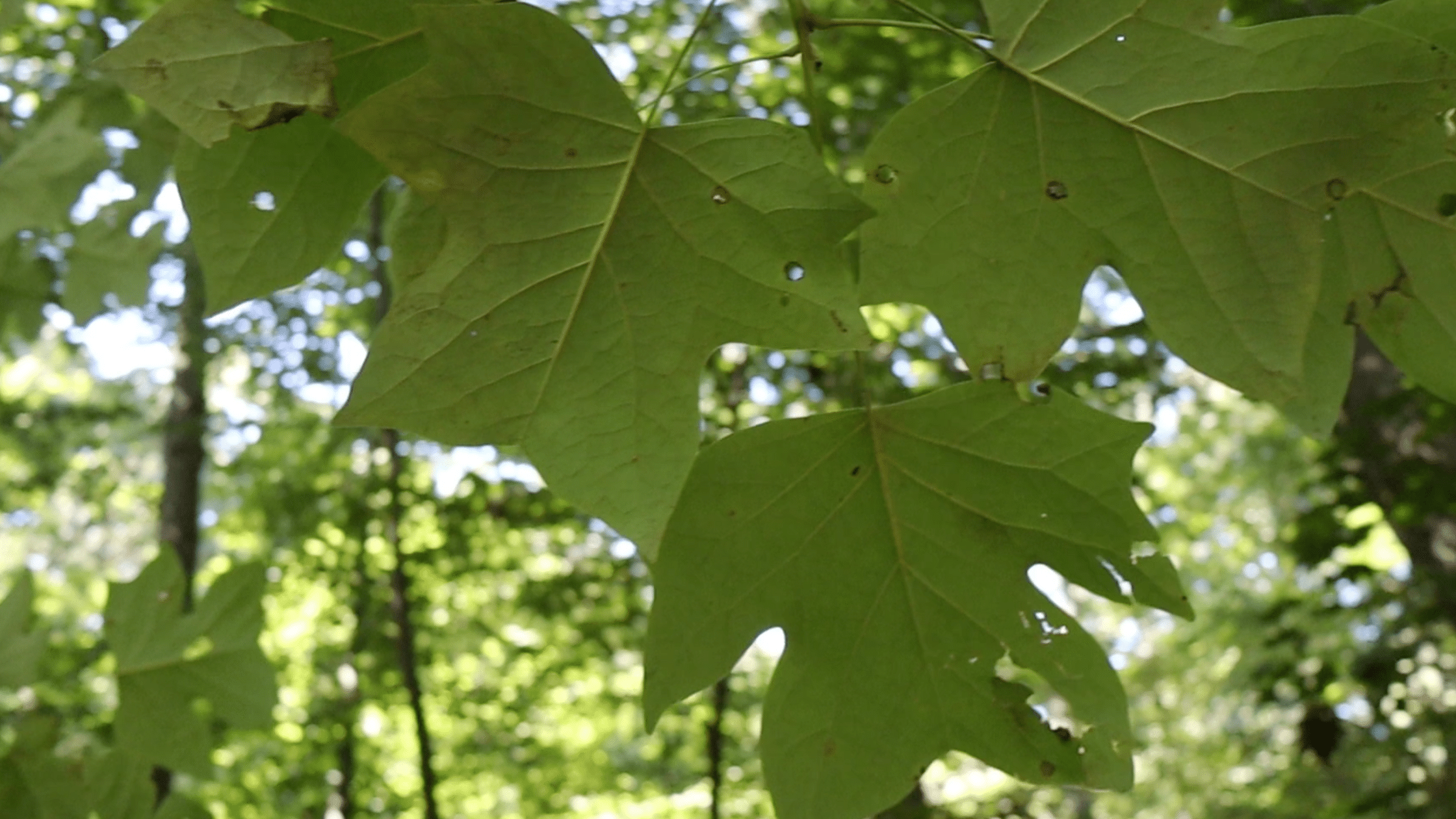 tulip tree leaves