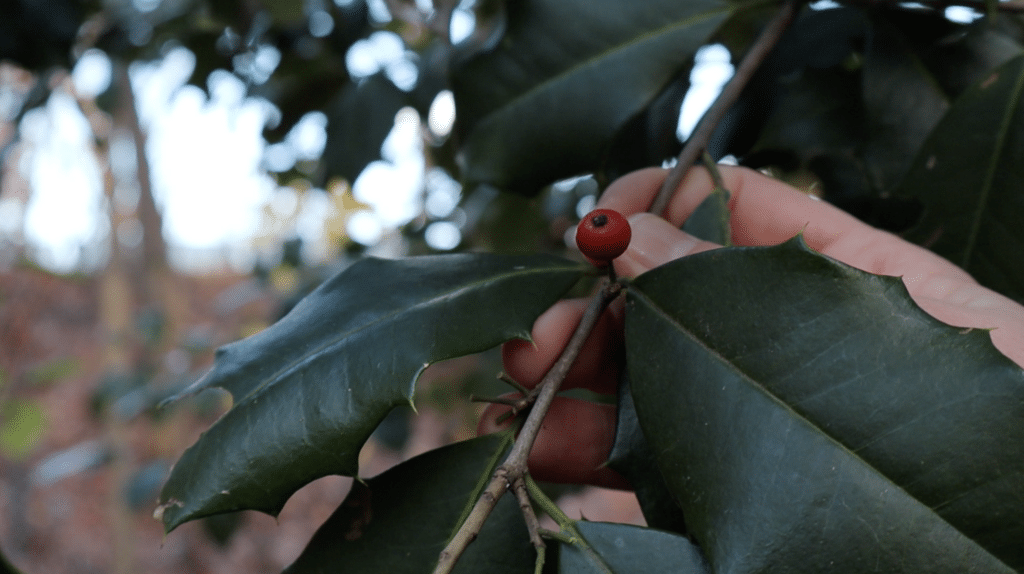 american holly