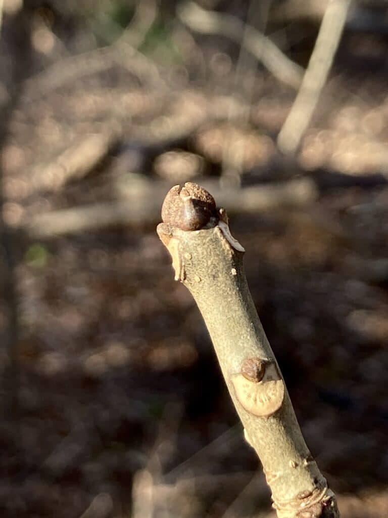 white ash tree bud