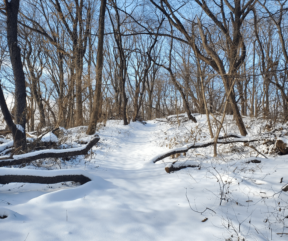 path in forest covered in snow