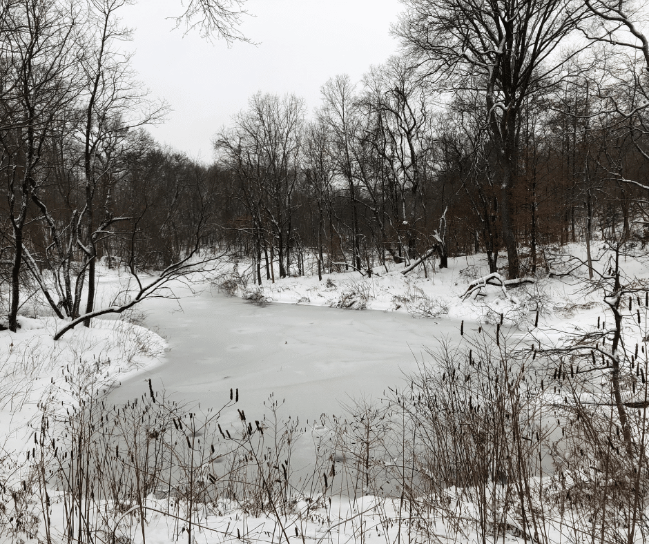 frozen pond in prospect park