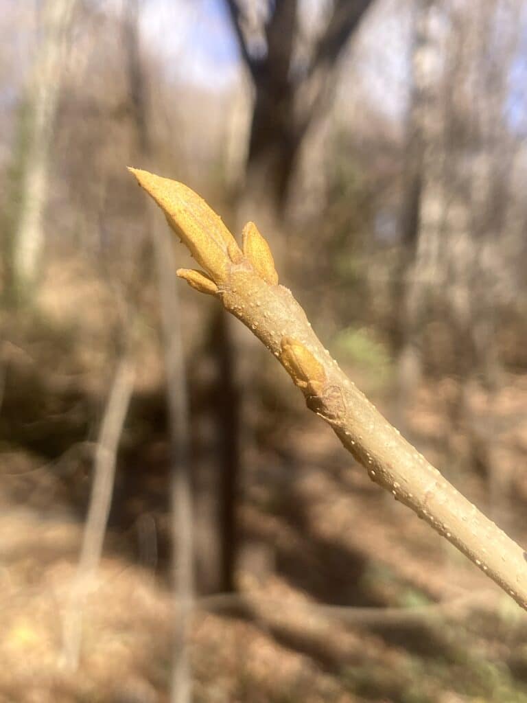 bitternut bud