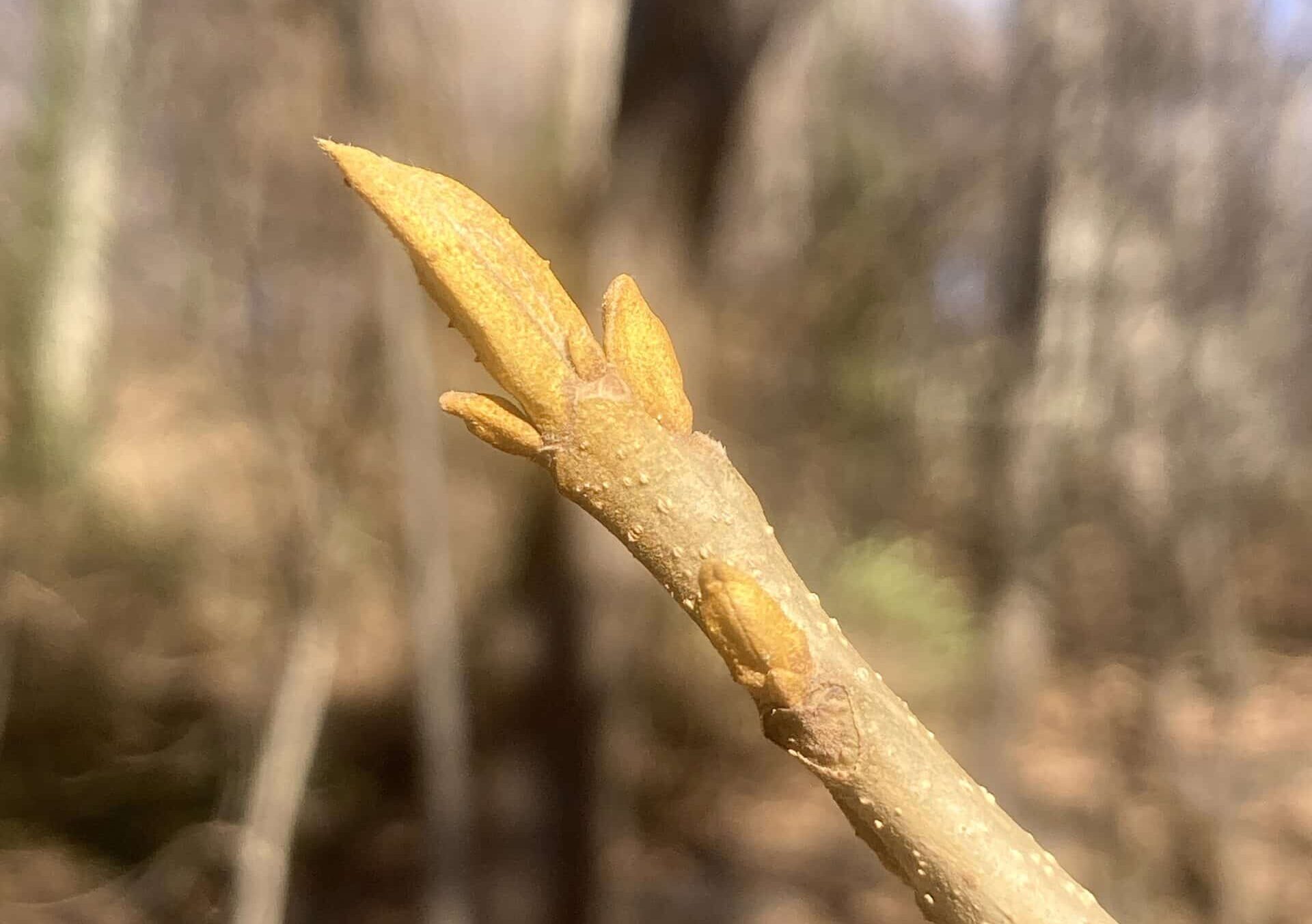 bitternut bud