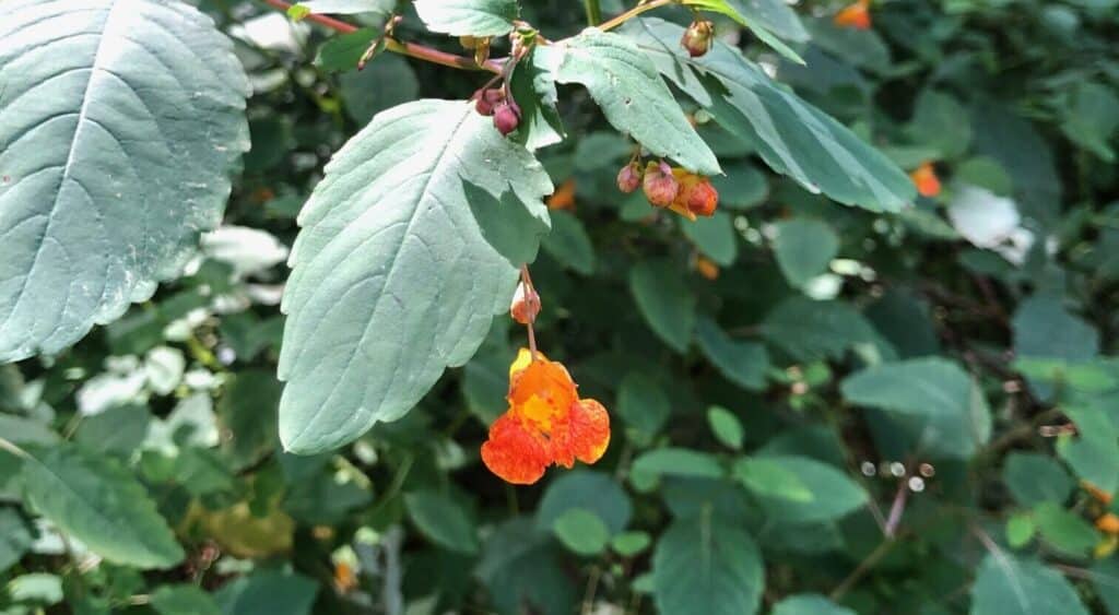 jewel weed