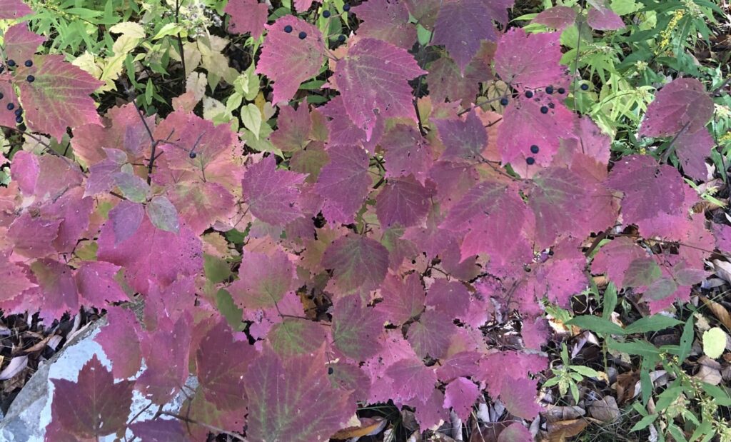 maple leaf viburnum