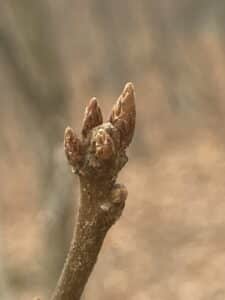 norther red oak bud