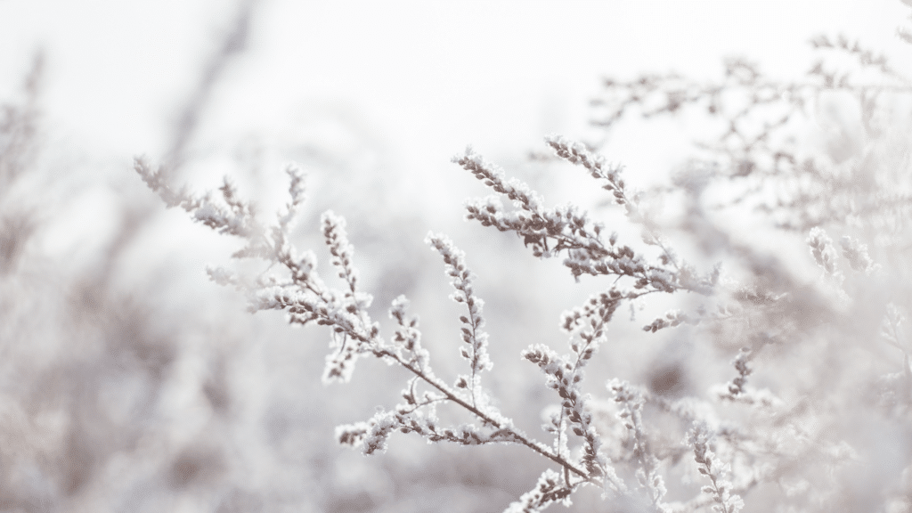 plant covered in snow