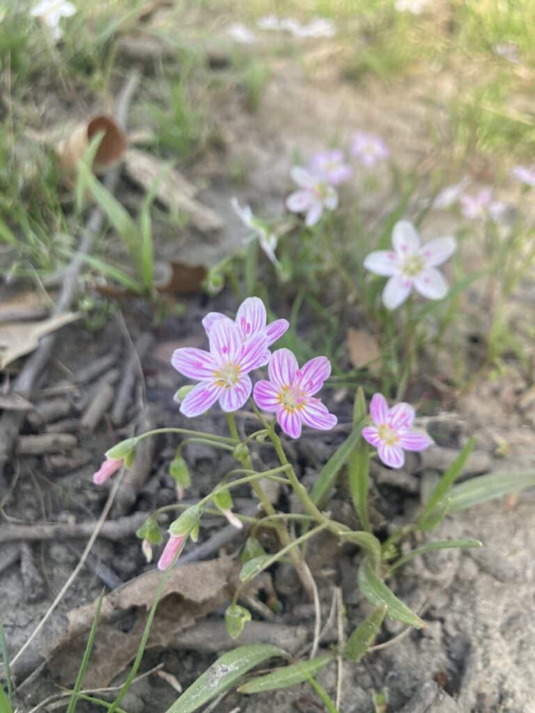 spring beauty