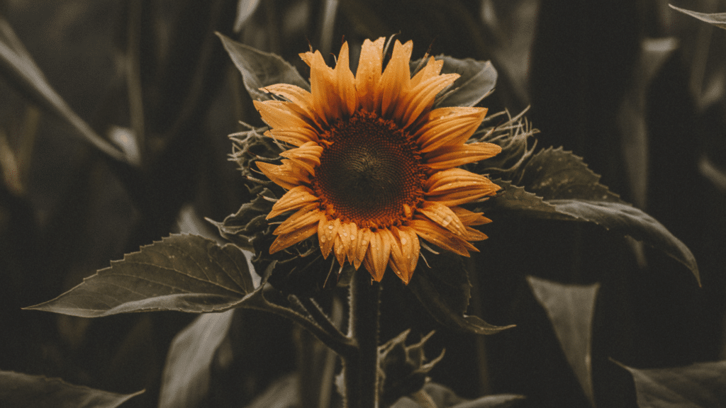 sun flower