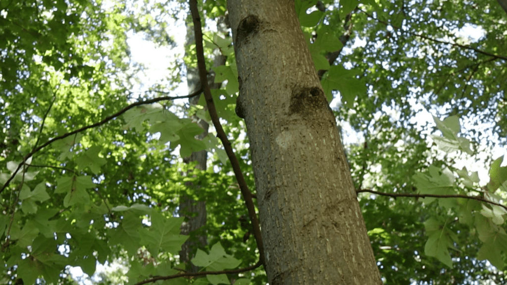 tulip tree