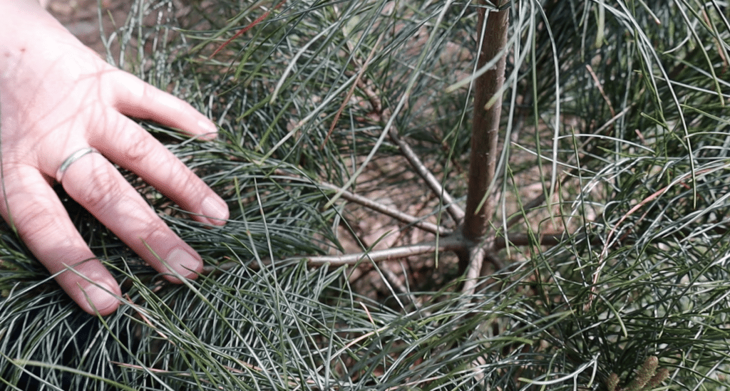 white pine tree