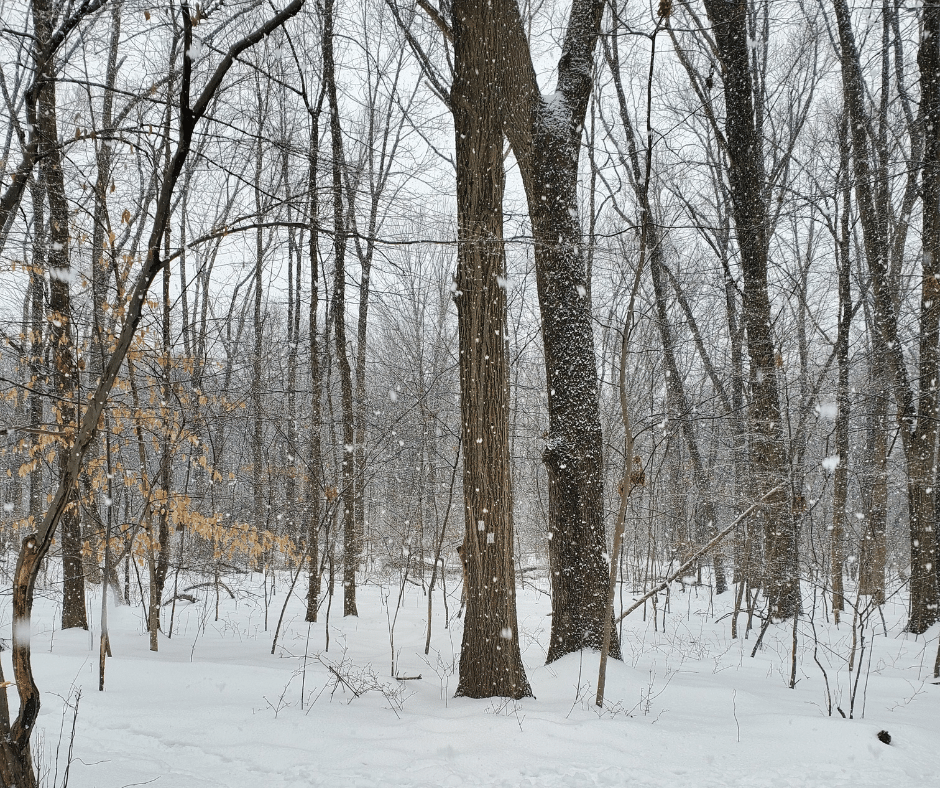 forest with snow falling