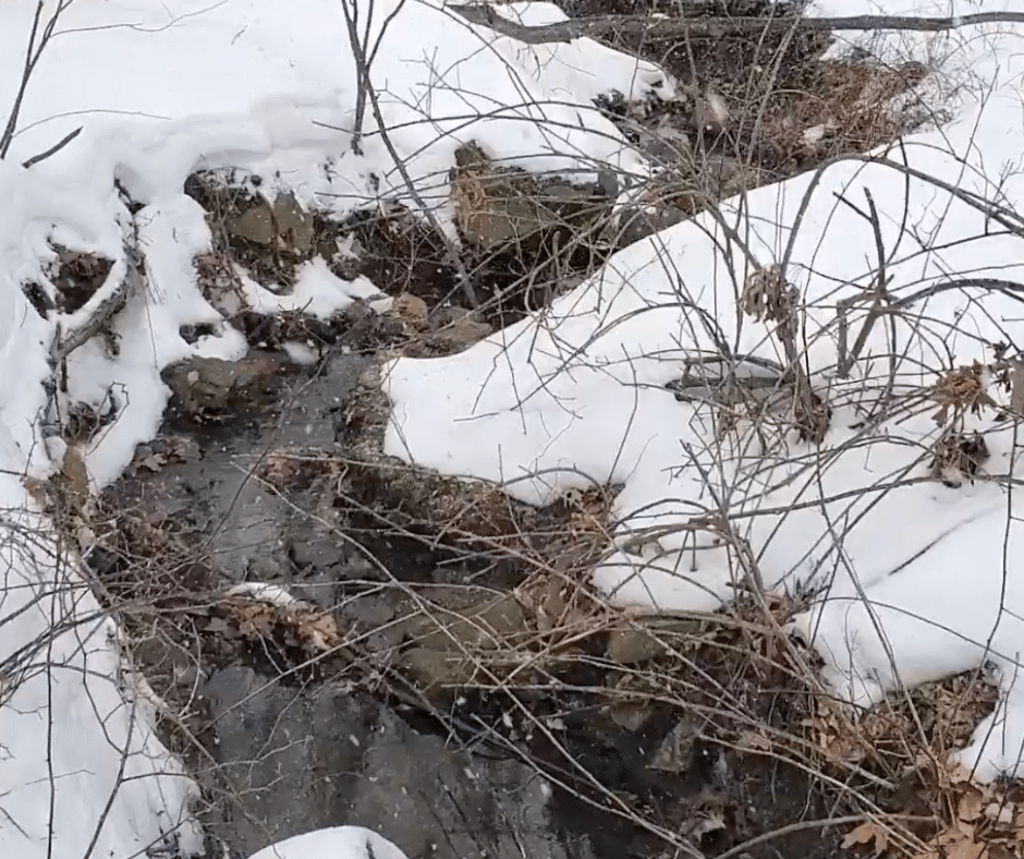 brook in forest with snow