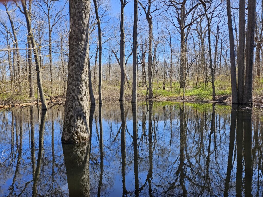 Cunningham park vernal pool