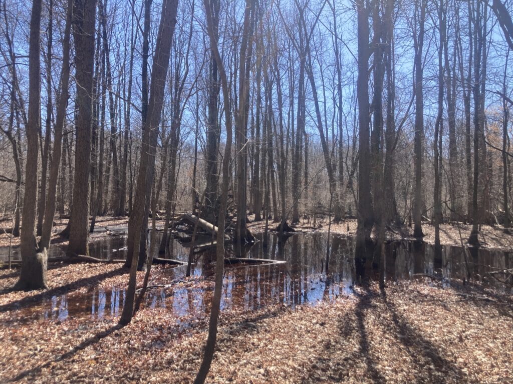 van cortlandt park vernal pool