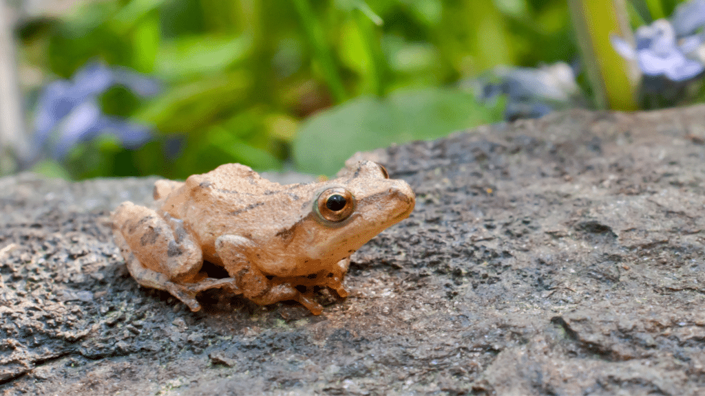 spring peeper tree frog