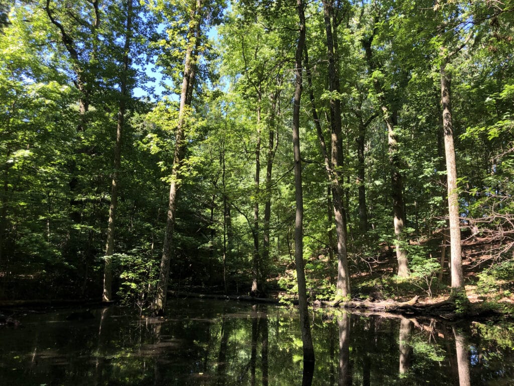 High rock park vernal pool