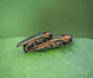 emerald ash