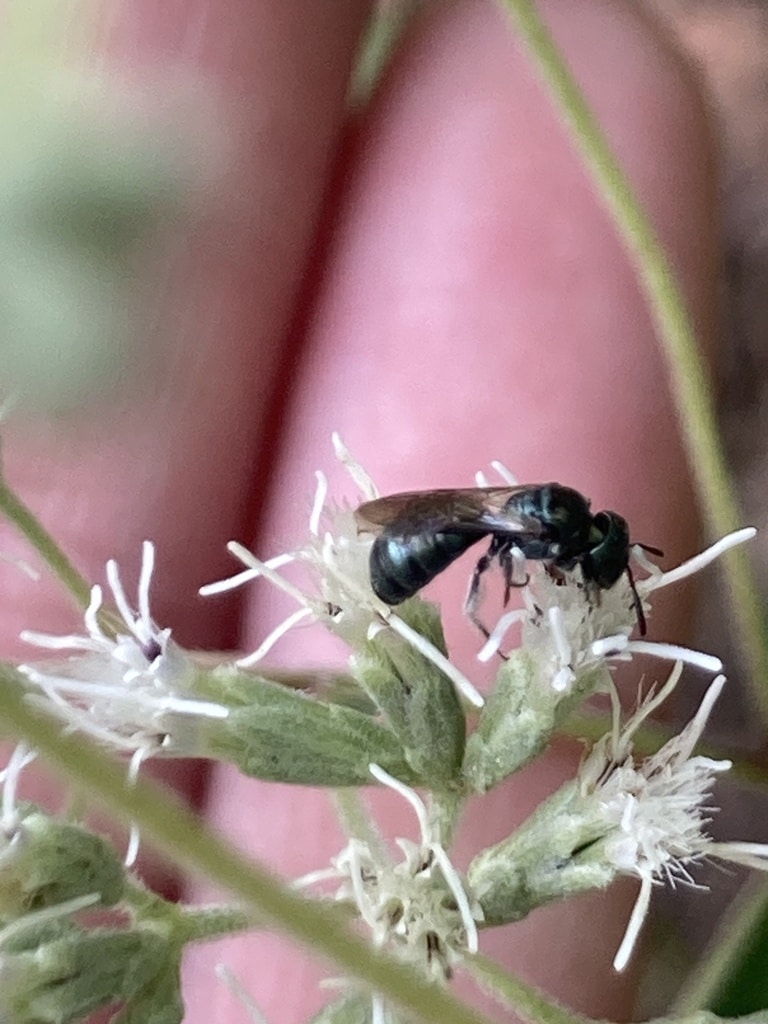 carpenter bee