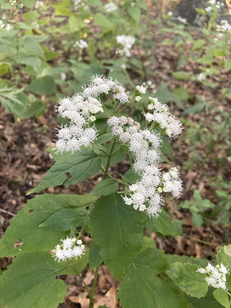 white snake root