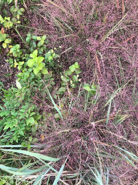 Purple lovegrass