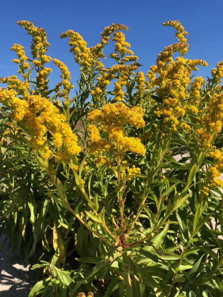 seaside goldenrod