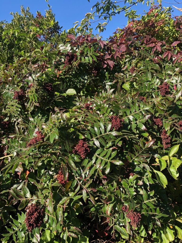winged sumac