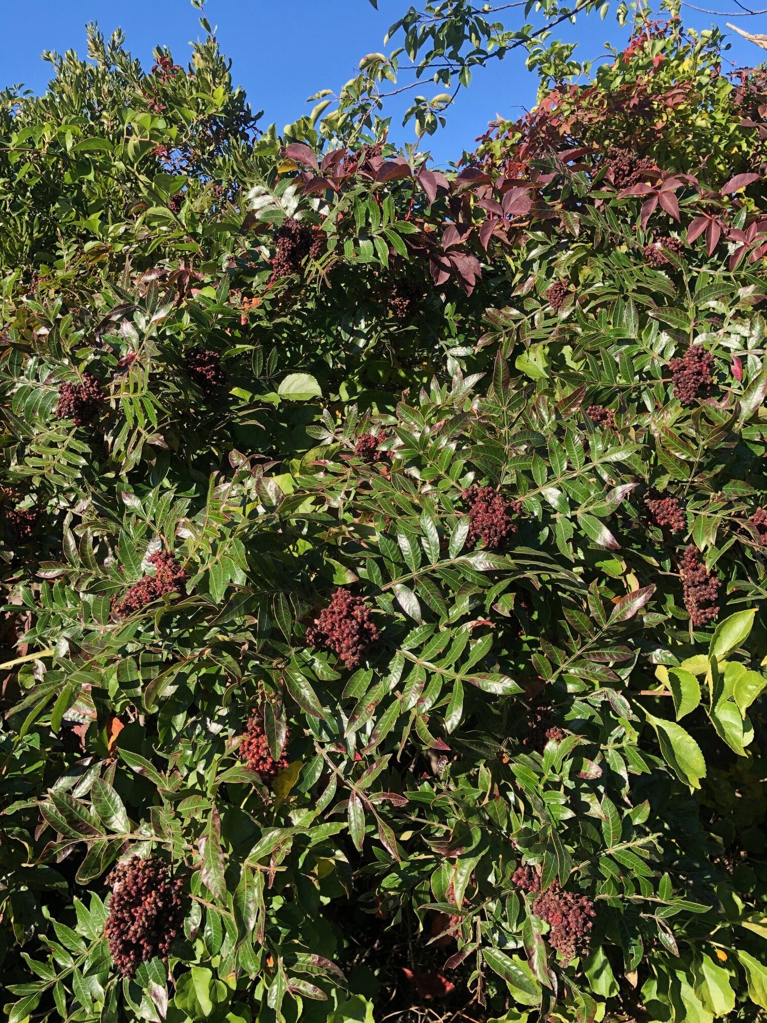 winged sumac