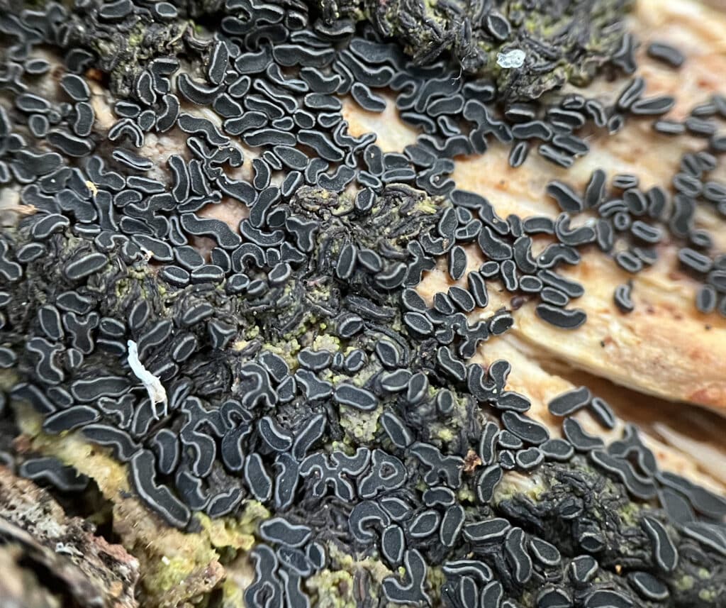angelina rufescens