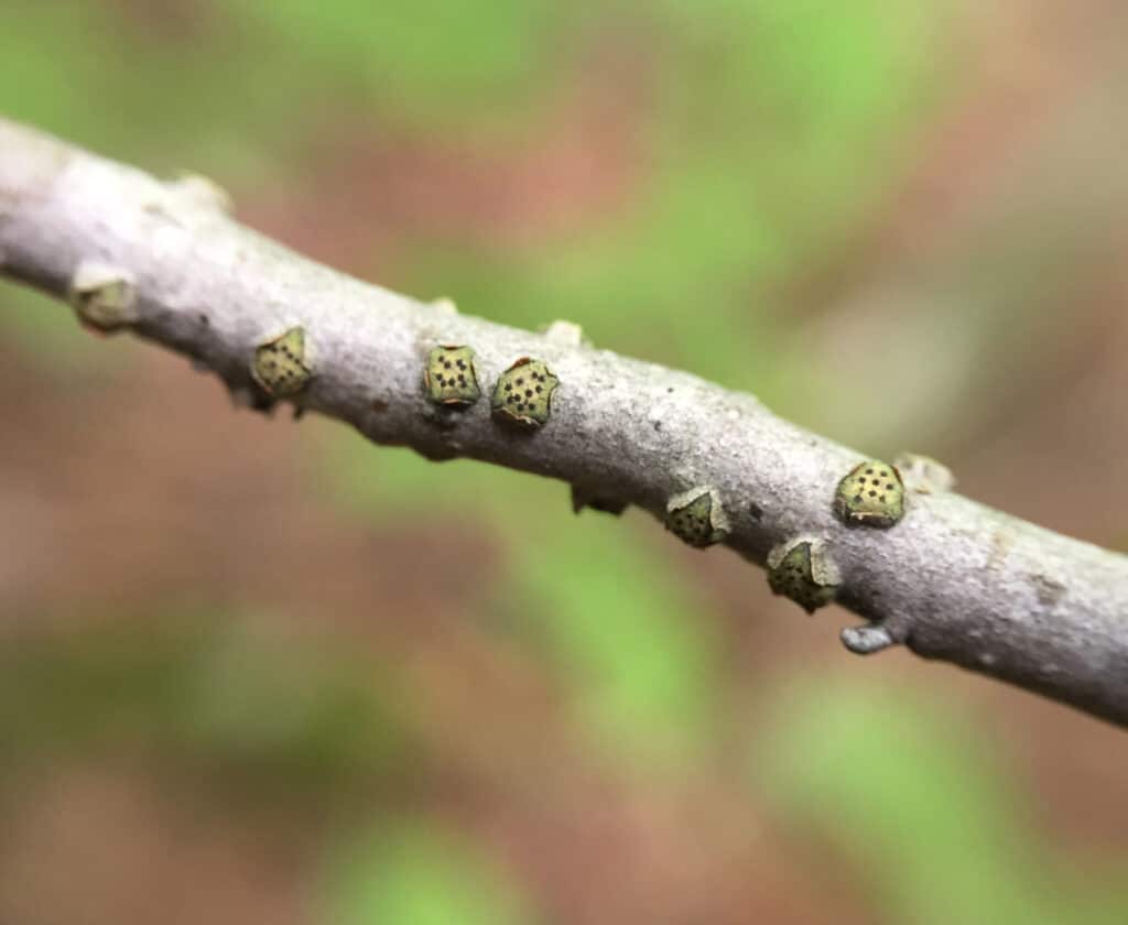 Diatrype_virescens